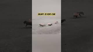 Salary credited Vs Rent/emi #salary #emi #rent #funnyshorts