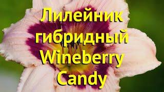 Лилейник гибридный Вайнберри Кэнди. Краткий обзор, описание hemerocallis Wineberry Candy