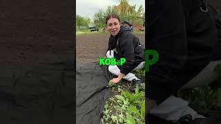 Простой способ убрать сорняки без лопаты и химии