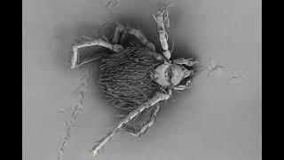 2024 BioArt Overall Early-career Entry- Interactive Magnification of Microscopic Fauna