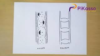 How to Draw Xylem and Phloem