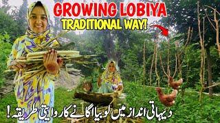 Traditional Method of Growing Lobiya in Pakistani Villages | Village Gilgit | Vlogs New Video