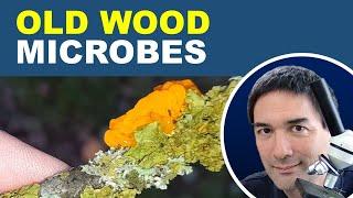 Microbes of old wood