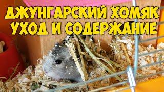 Джунгарский хомяк - уход и содержание | ПОДРОБНАЯ ИНСТРУКЦИЯ