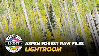 Listing Aspens Lightroom - Fall Color Photography