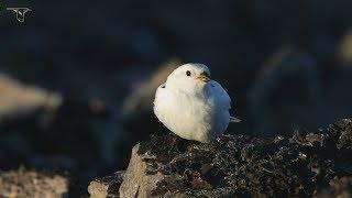 Young Birders Event: Expedition Arctic - Andy Johnson