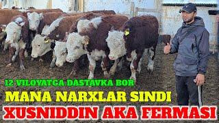 XUSNIDDIN AKA FERMASIDA BUQALAR JUDA ARZON AYTILA GREFORD ANGUS AVLIKOL BUQALAR DAXSHAT...