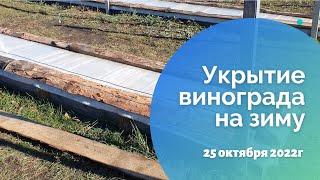 Укрытие винограда на зиму. 25.10.2022