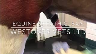 Guide on How To Clean Your Horse’s Sheath