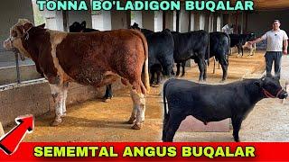 SEMENTAL ANGUS BUQALAR ️90-850-24-37 / 91-691-44-45 TONNA BO’LADIGONLARI KELDI