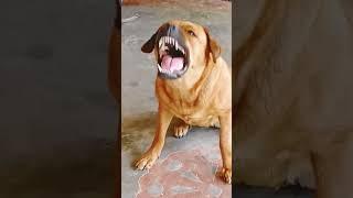 Dog barking sound #shorts #viralvideo #dailyshorts #viralshort  #trending  #pets