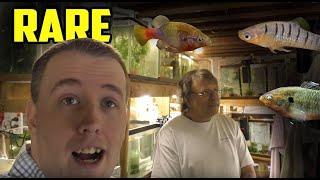 AMAZING FISH ROOM TOUR - So many RARE Fish!