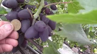 Сорт винограду "Дар Голуба\Афганец" - сезон 2022 # Grape variety "Dar Holuba\Afhanets" - season 2022