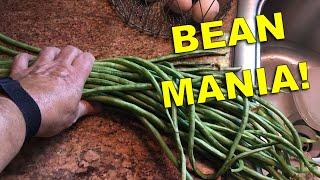 YARD LONG BEANS! - THESE THINGS ARE FANTASTIC     #yardlongbeans