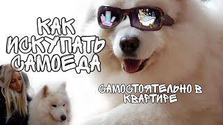 Как помыть САМОЕДА самостоятельно