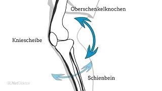 So funktioniert unser Kniegelenk - NetDoktor.de