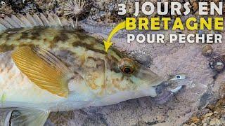 3 jours de PECHE en BRETAGNE pour pêcher Bar, Vieille, Seiche du bord - Darksleeper - Bouchon