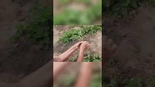 Как выбрать качественную рассаду для хорошего урожая