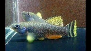 Killifish / Aphanius dispar / How to Hatch & Breed Arabian Killifish eggs