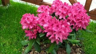 rhododendron Nova zembla рододендрон Нова зембла