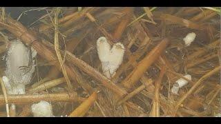 wine cap mushroom grow mix # 2 the fruiting process