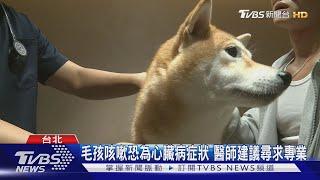 毛孩咳嗽恐為心臟病症狀 醫師建議尋求專業｜TVBS新聞 @TVBSNEWS02