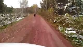 Медведи в Курейке , видео от Андрея Ушакова 06 10 17г, сосед по даче.