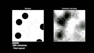 Decoding What The Eye Sees