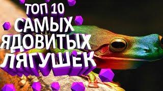 ТОП 10 САМЫХ ЯДОВИТЫХ ЛЯГУШЕК//САМЫЕ ЯДОВИТЫЕ ЛЯГУШКИ МИРА//ТОП 10 ЯДОВИТЫХ ЛЯГУШЕК!