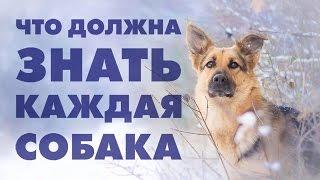 Что должна знать собака