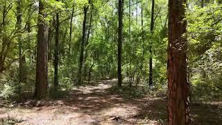 Walking/biking path through the woods on my property