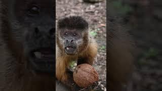 Daily life with  the 600 animals at the rescue zoo - #animalcare #wildlifeconservation #animalrescue