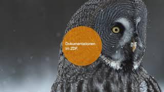 FLYING OWL – Content image trailer science and documentations for ZDF