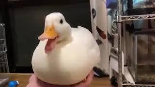 Duck quacks out a Rickroll (Original)