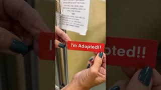 Starting her new life! ️ Bella Blue was adopted!! #happy #love #dog #beautiful #adopted #home