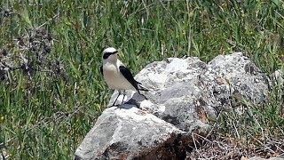 Black-eared Wheatear in Spain.