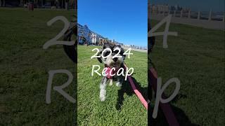 2024 Recap - Shayna The Miniature Schnauzer