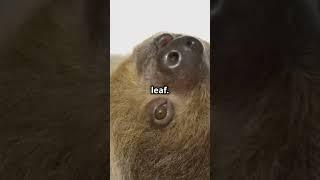 "Unbelievable Facts About Sloths – You Won't Believe Why They're So Slow!" #fascinatingwildlife