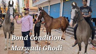 Pure Marwad ghodi available in Hyderabad | champi ghodi | marwadi mare  in Hyderabad langar house