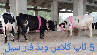 5 Beautiful cow for sale 12 march 2024 in the tehsil depalpur district okara Punjab Pakistan