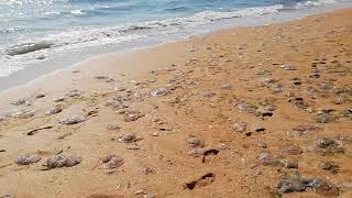 Шторм Геническ 1 августа 2019 // Jellyfish on the beach after a storm