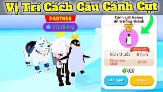 Vị Trí Cách Câu Cánh Cụt Hoàng Đế | Play Together