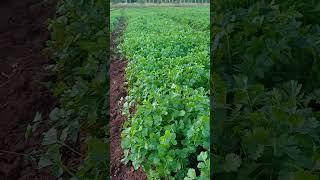plantação de coentro #chacara#horta#sítio#vidanaroça#agro#coentro#rafaela Costa