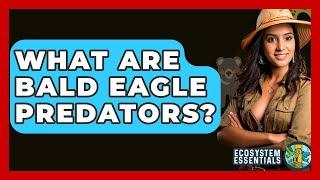 What Are Bald Eagle Predators? - Ecosystem Essentials