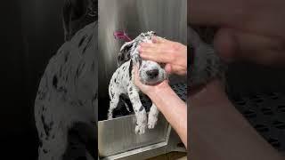 Great Dane pup  #greatdane #dalmatian #puppy #dog #doggrooming #dogbath