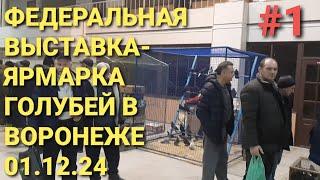  Федеральная выставка-ярмарка голубей в Воронеже 01.12.24.