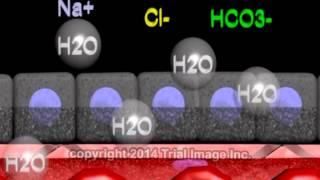 Cerebrospinal fluid - function, production and circulation - animation by Dr. Cal Shipley, M.D.