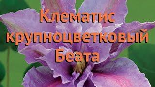 Клематис крупноцветковый Беата (clematis beata)  Беата обзор: как сажать, саженцы клематиса Беата