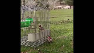 Stieglitz - Carduelis Cardudlis - Jilguero - Щегол - Kадънка - щиглец - طائر الحسون - Silvestrismo