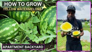 How To Grow Yellow Watermelons Backyard - Harvest Watermelon in the Apartment